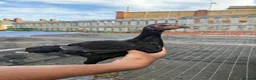 Mixed Breed poultry for sale: BrazillianXGerman O shamo - Advert 3