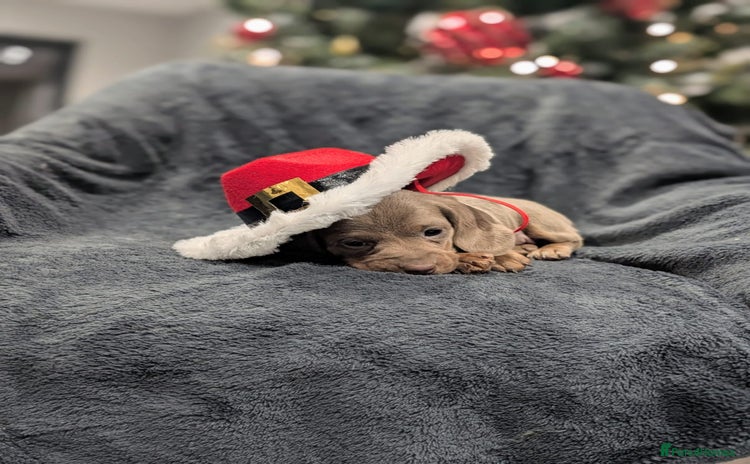 Miniature Dachshund dogs Adorable little of miniature daschunds  - Advert 6