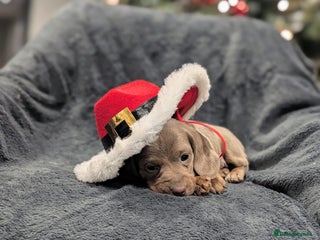 Miniature Dachshund dogs Adorable little of miniature daschunds - Advert 5