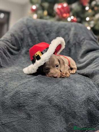 Miniature Dachshund dogs Adorable little of miniature daschunds - Advert 6