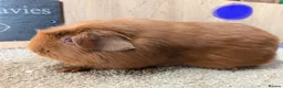 Guinea Pig rodents for sale: Pure bred pink eyed golden English crested  - Advert 2