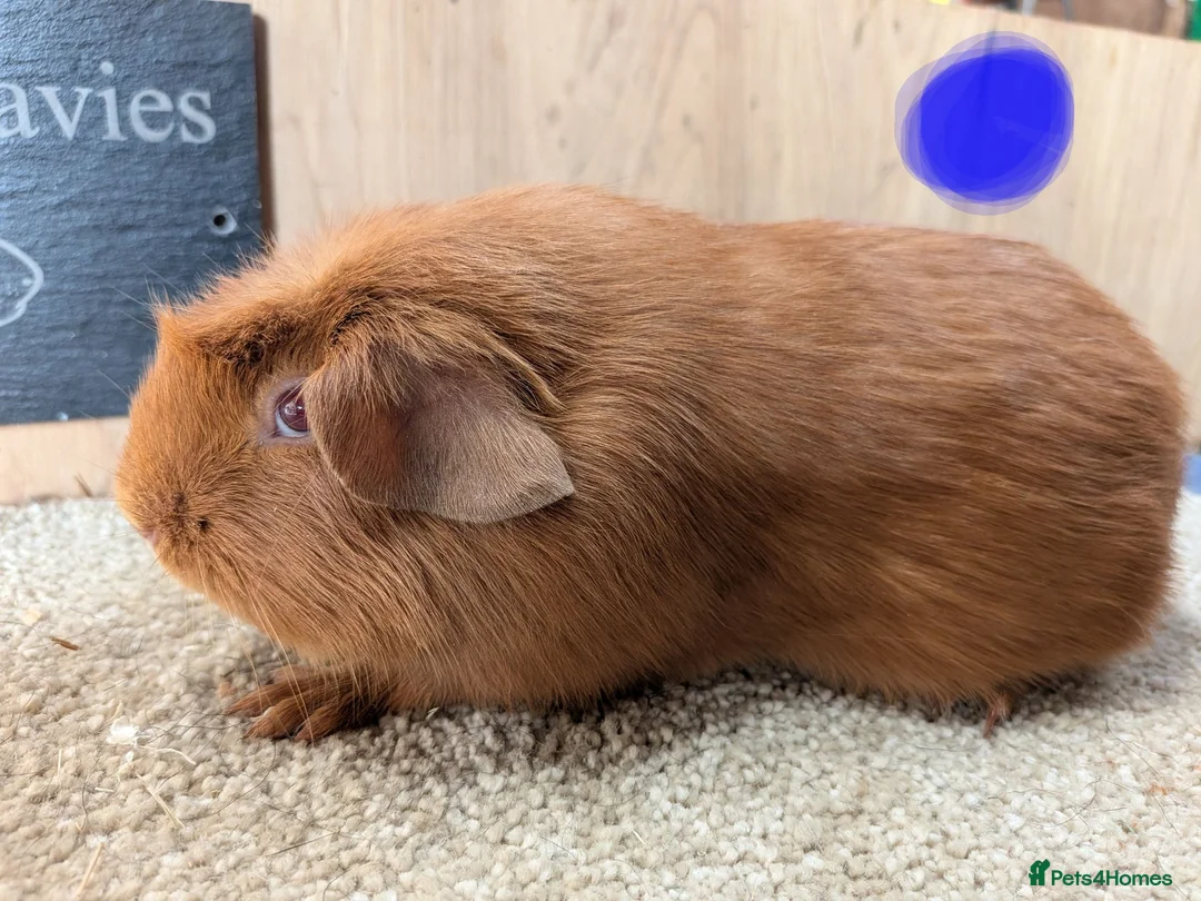 Guinea Pig rodents for sale: Pure bred pink eyed golden English crested  - Advert 2