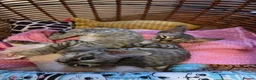Devon Rex cats for sale: 🐾 Expected Devon Rex Kittens–August 2026 🐾 - Advert 23