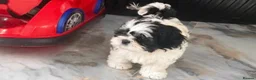 Mixed Breed dogs for sale: Bichon frisee Shitzu mix boy puppy in Derby - Advert 2