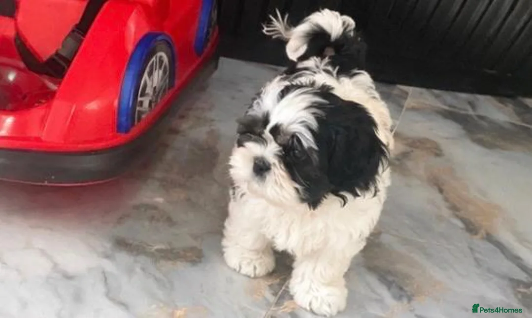 Mixed Breed dogs for sale: Bichon frisee Shitzu mix boy puppy in Derby - Advert 2