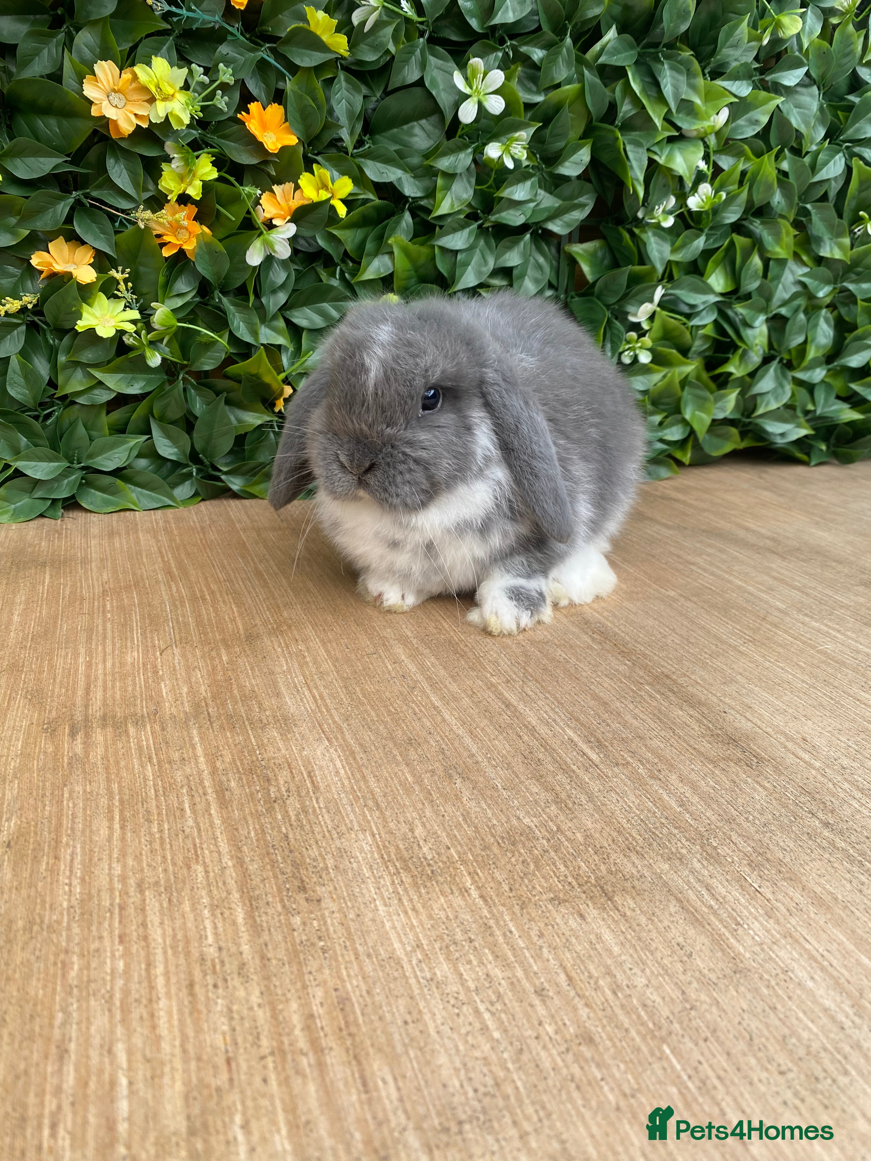 Mini Lop rabbits Mini lop bucks ready now  - Advert 11
