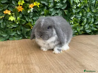 Mini Lop rabbits Mini lop bucks ready now - Advert 11