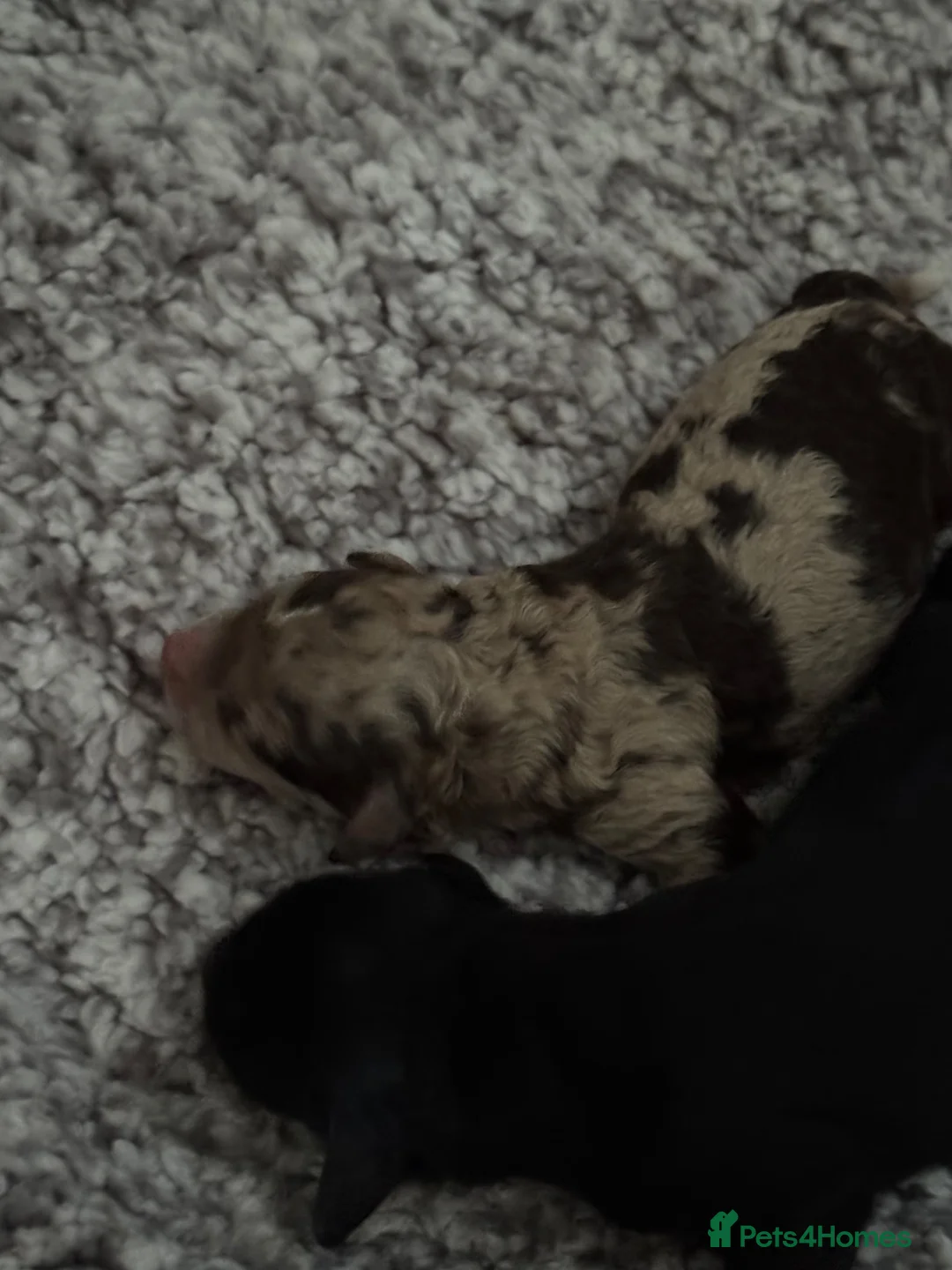 Cockapoo dogs for sale: Gorgeous Cockapoo Puppie - Advert 2
