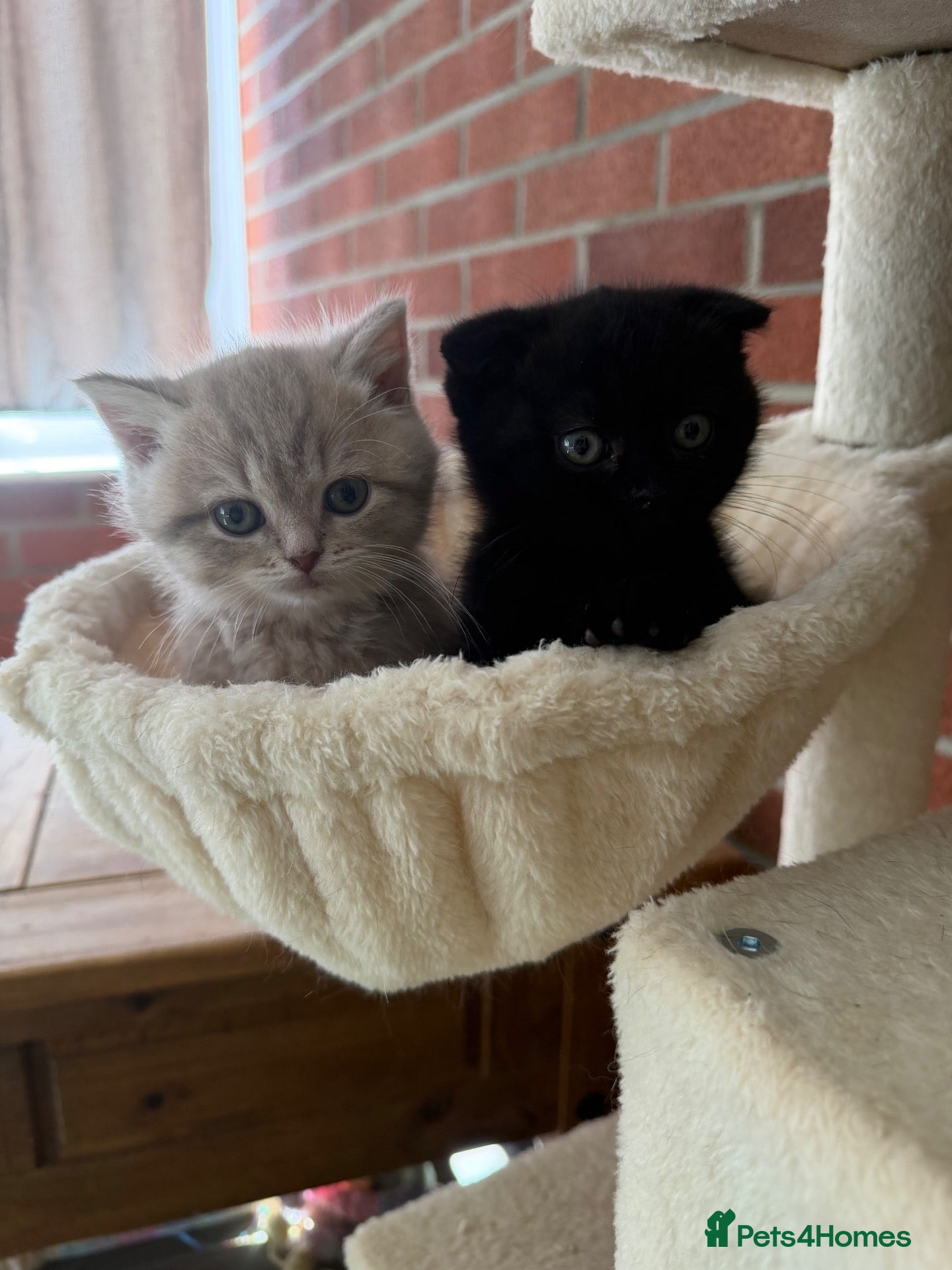 Scottish Fold cats Exceptional litter of Scottish fold/ straight😍😍 - Advert 1