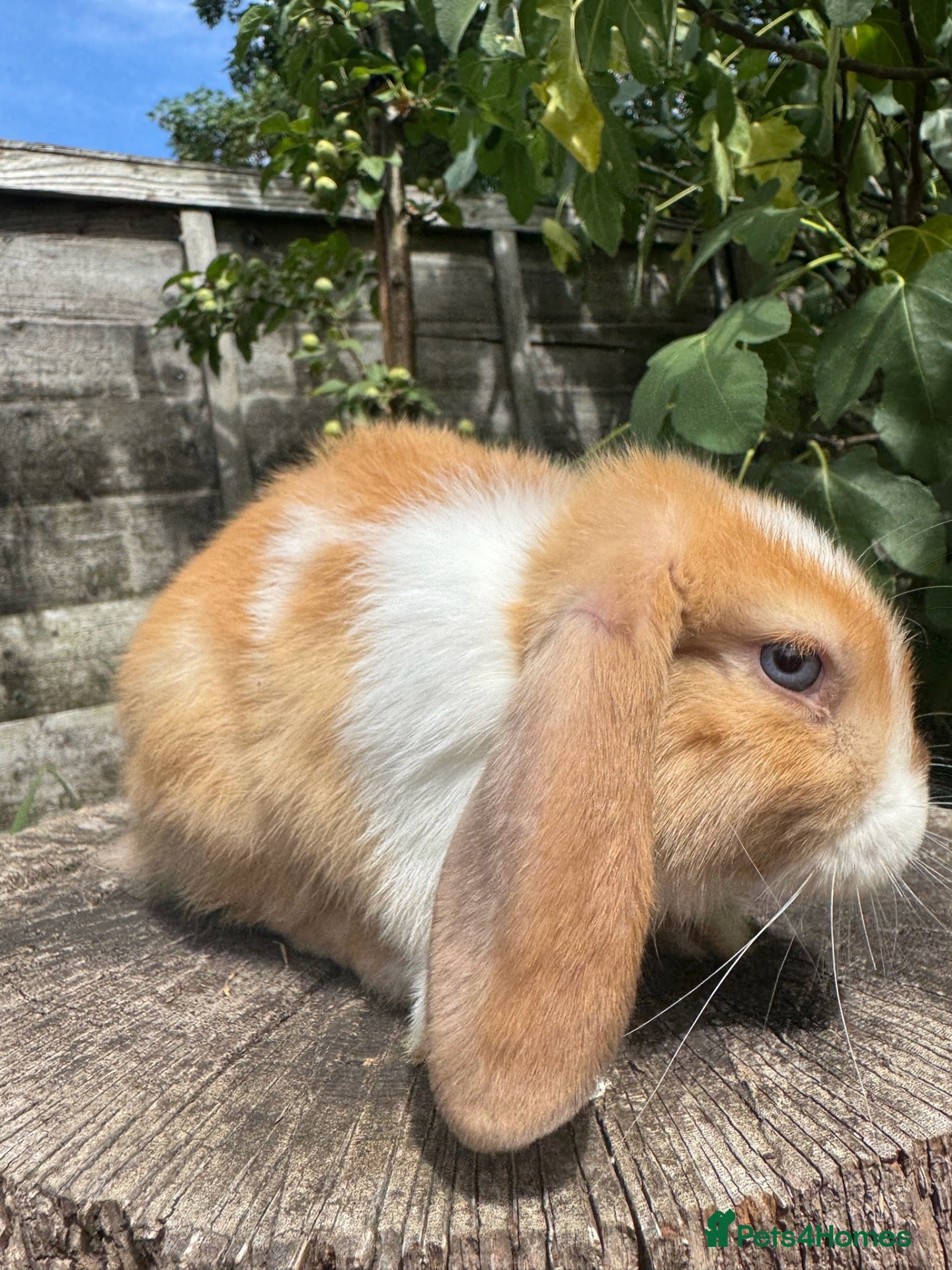 Mini Lop rabbits Gorgeous Friendly Mini Lop Bunny - Advert 1