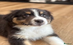 Australian Shepherd dogs for sale: 2 KC registered Australian Shepards remaining! - Image 17