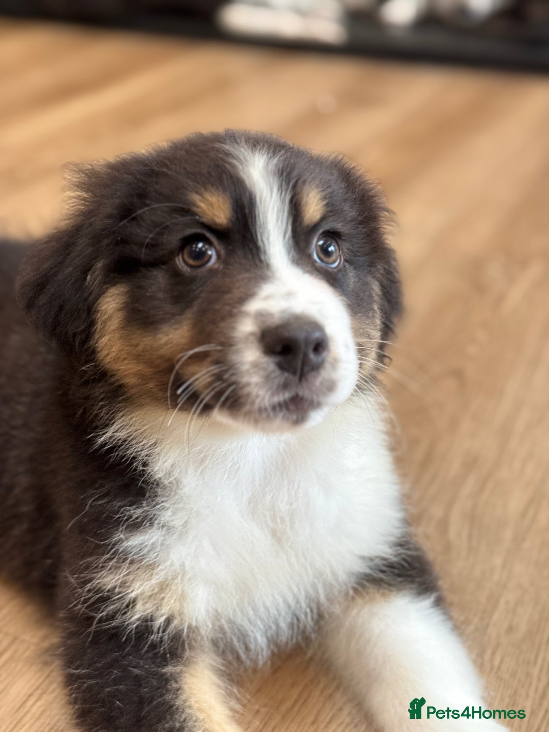 Australian Shepherd dogs for sale: 2 KC registered Australian Shepards remaining! - Image 17