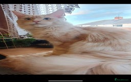 Maine Coon cats for sale: Beautiful Pedigree Maine Coon kittens  - Image 13