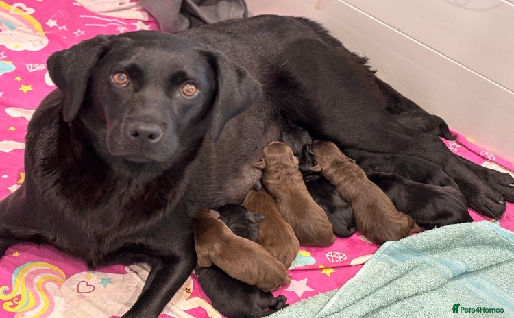 Labrador Retriever dogs - Advert 6