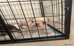 French Bulldog dogs for sale: French Bulldog Puppies - Image 7