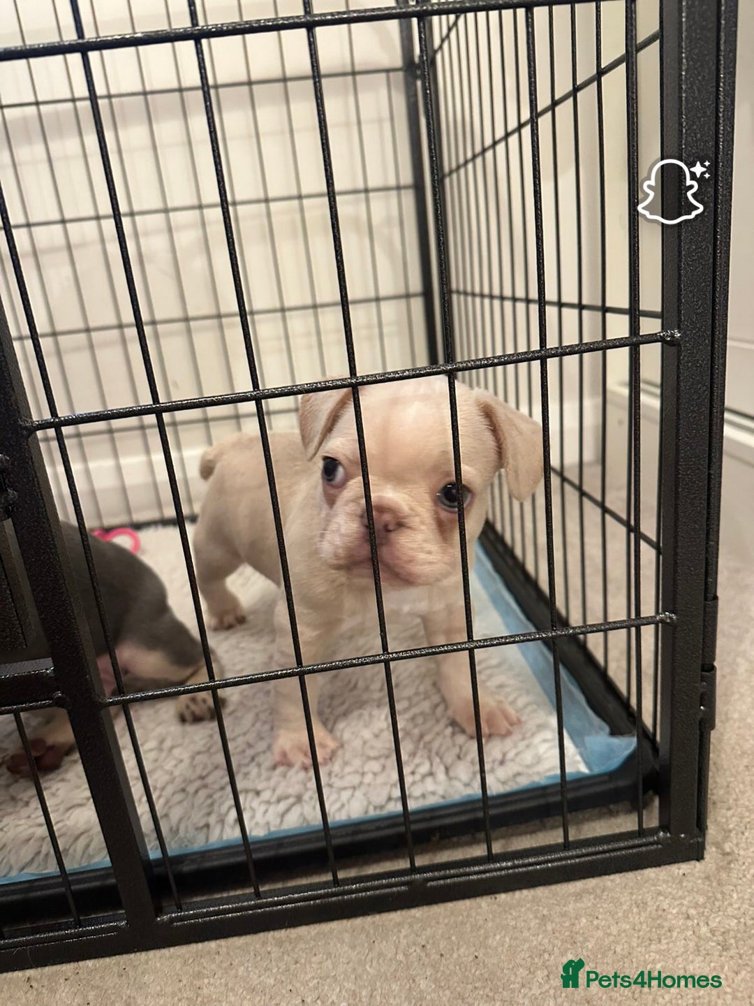 French Bulldog dogs for sale: French Bulldog Puppies - Image 7