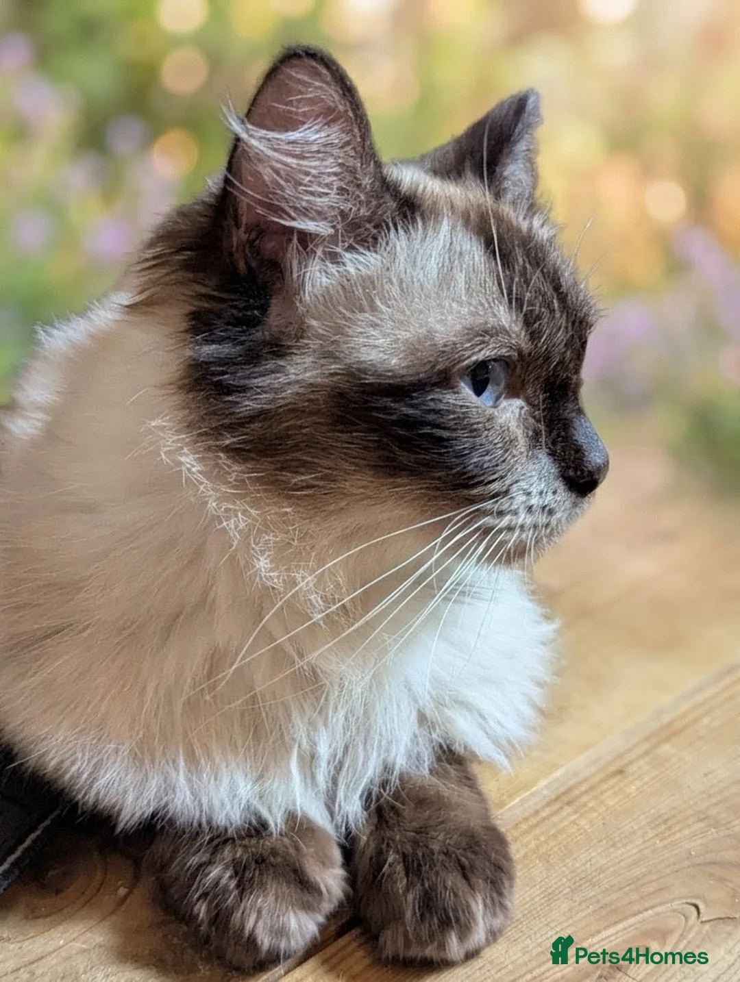 Ragdoll cats for sale: Chunky ragdoll boys 🩵 - Advert 2