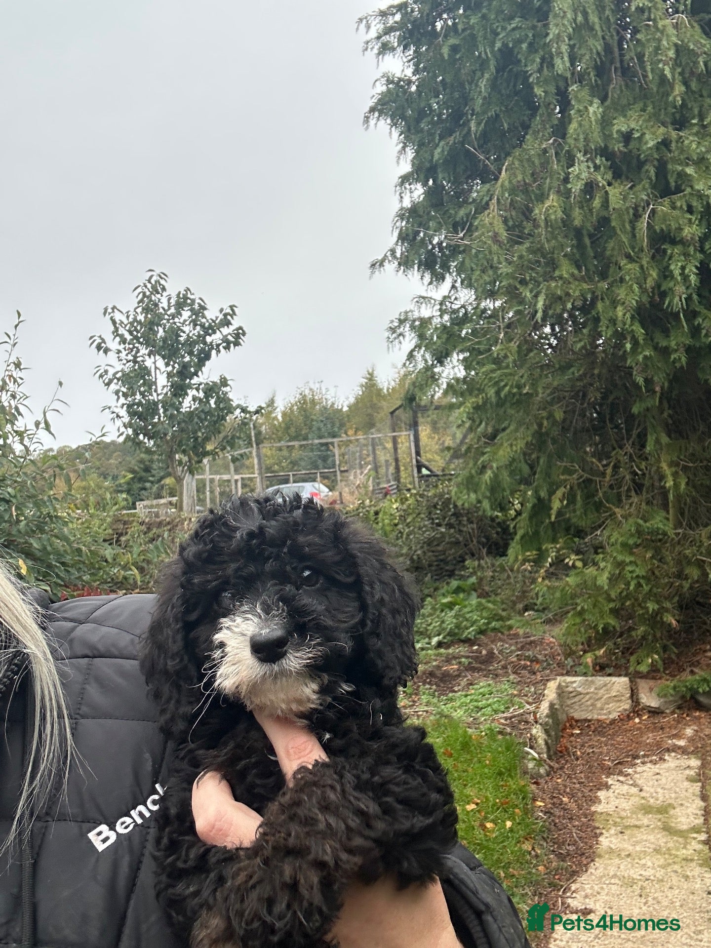 Labradoodle dogs for sale: Stunning F1B miniature labradoodles - Advert 1