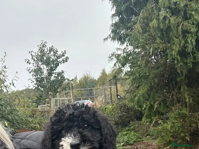 Labradoodle dogs for sale: Stunning F1B miniature labradoodles - Advert 2