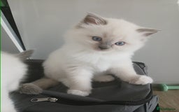 Ragdoll cats for sale: SUPER SWEET AND HAPPY KITTEN - Image 2