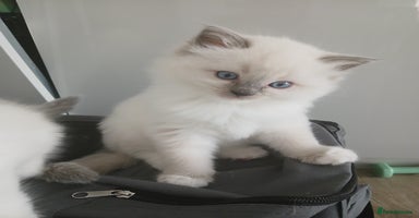Ragdoll cats - Advert 2