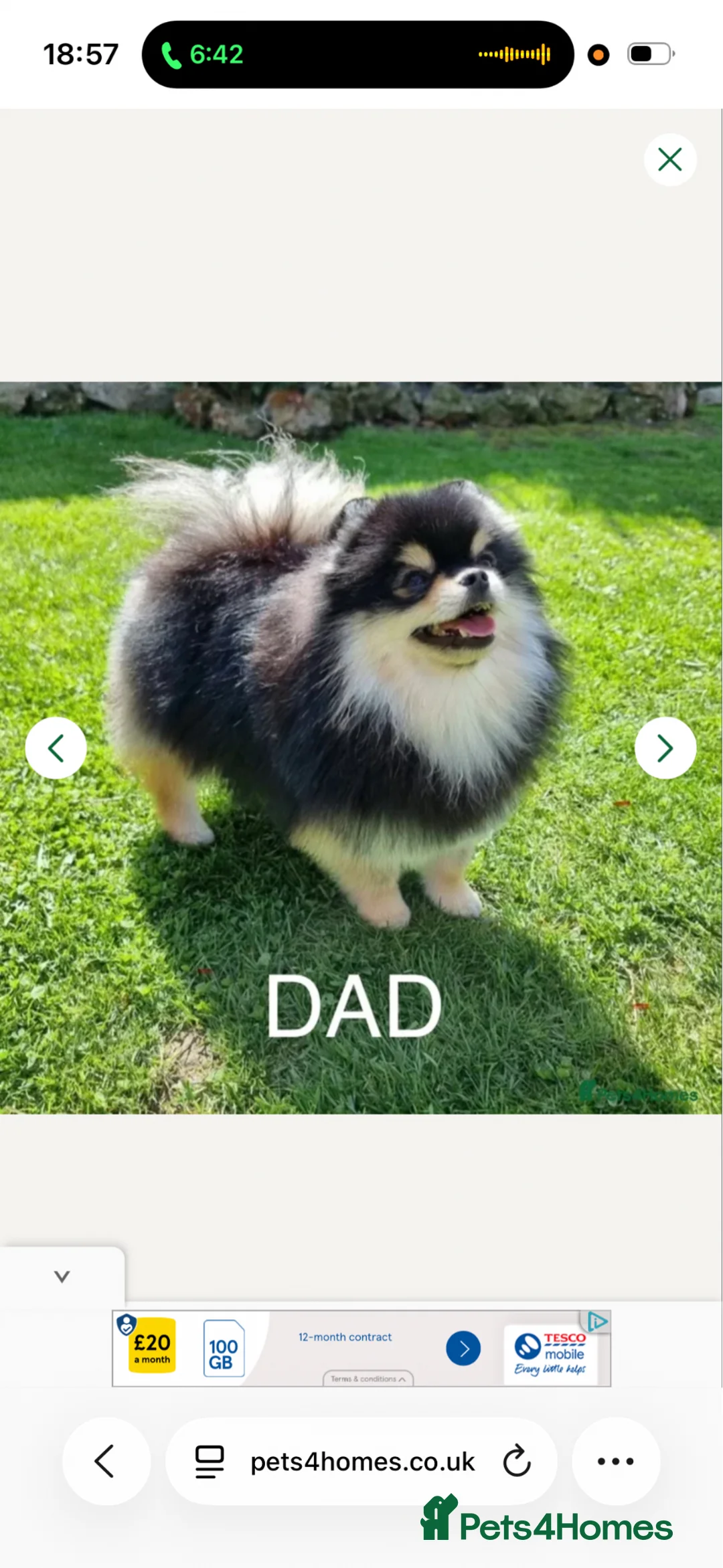Pomeranian dogs for sale: Pomeranian puppy  in Mansfield - Advert 7