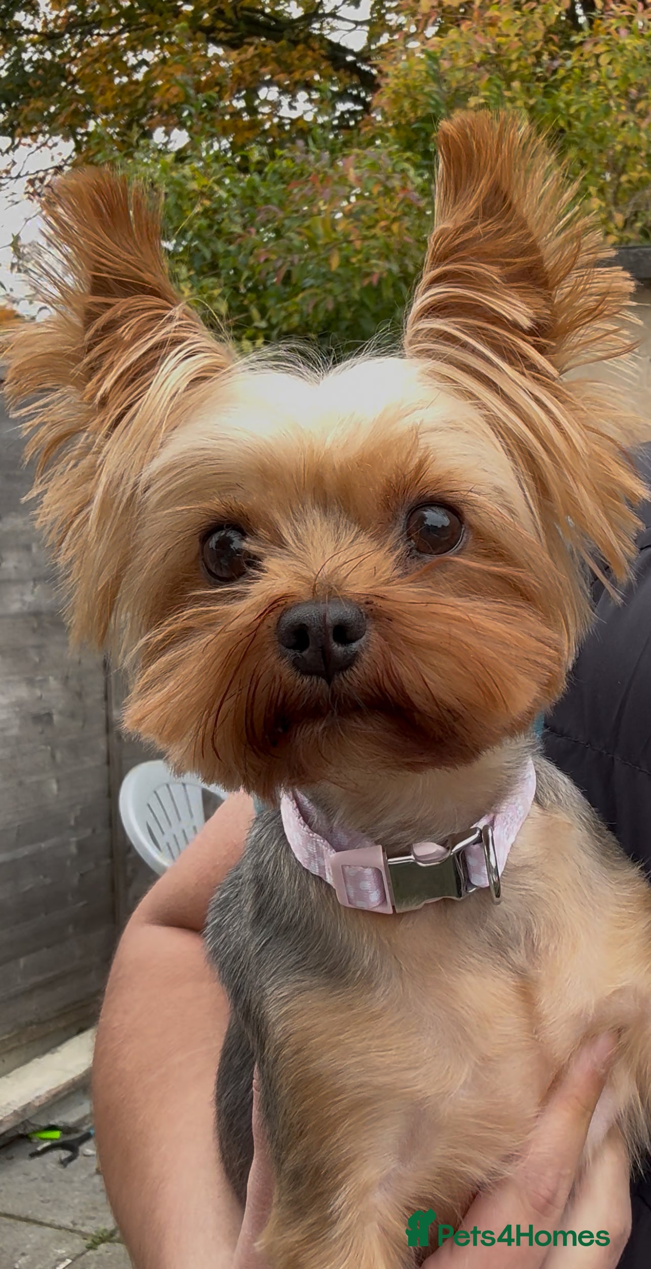 Yorkshire Terrier dogs Female Yorkshire Terrier  - Advert 4