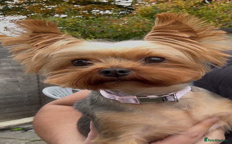 Yorkshire Terrier dogs - Advert 7