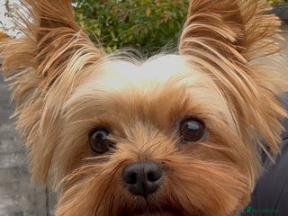 Yorkshire Terrier dogs - Advert 18