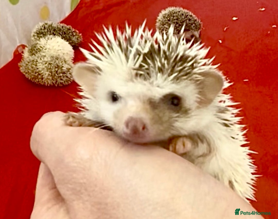 Pygmy Hedgehog rodents for sale: Beautiful Pinto, Friendly African Pygmy Hedgehogs  - Image 4