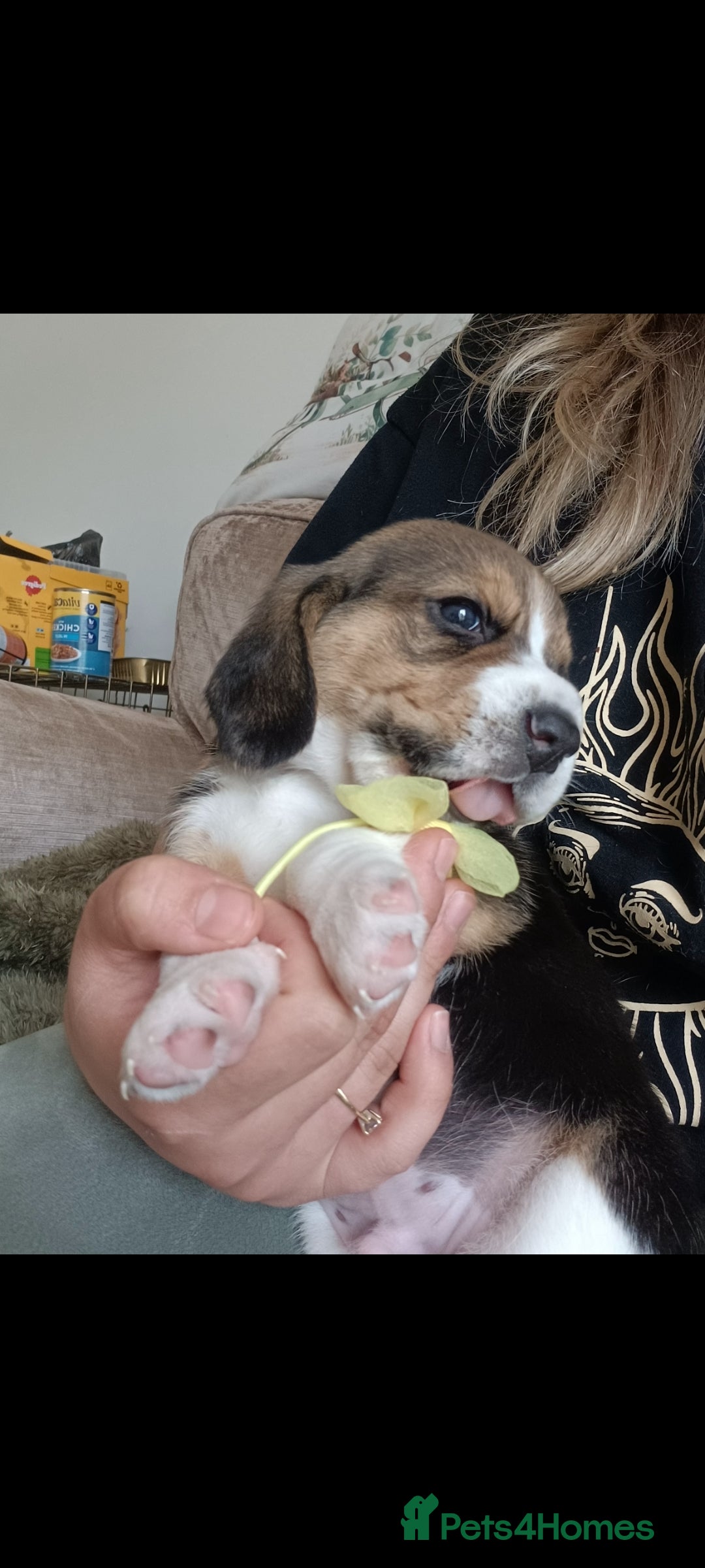 Beagle dogs for sale: Really cute beagle puppies !🐶🐶❤️ - Image 9