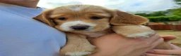 Mixed Breed dogs for sale: Sprockerbatts Springer Basset Cocker cross puppies in Templecombe - Advert 5