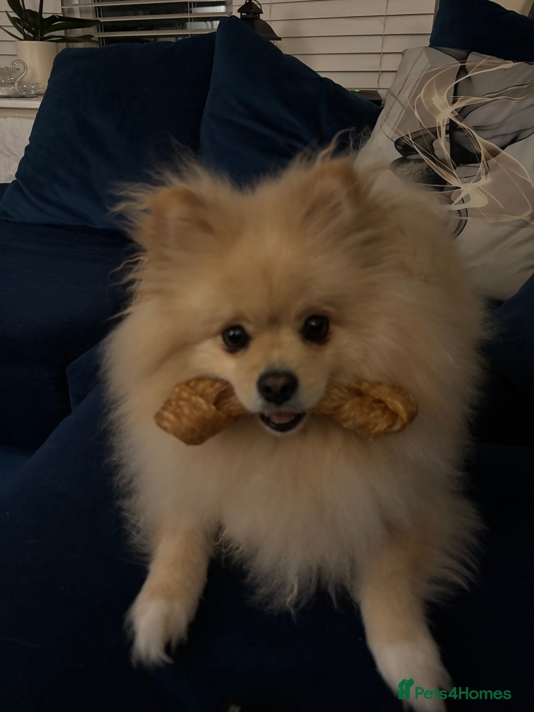 Pomeranian dogs for sale: Pomeranian - Advert 2