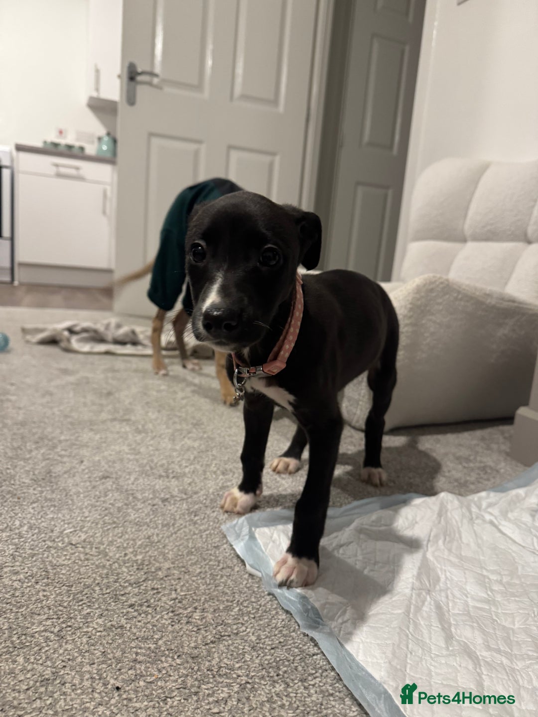 Mixed Breed dogs for sale: Whippet X greyhound female pup - Advert 4