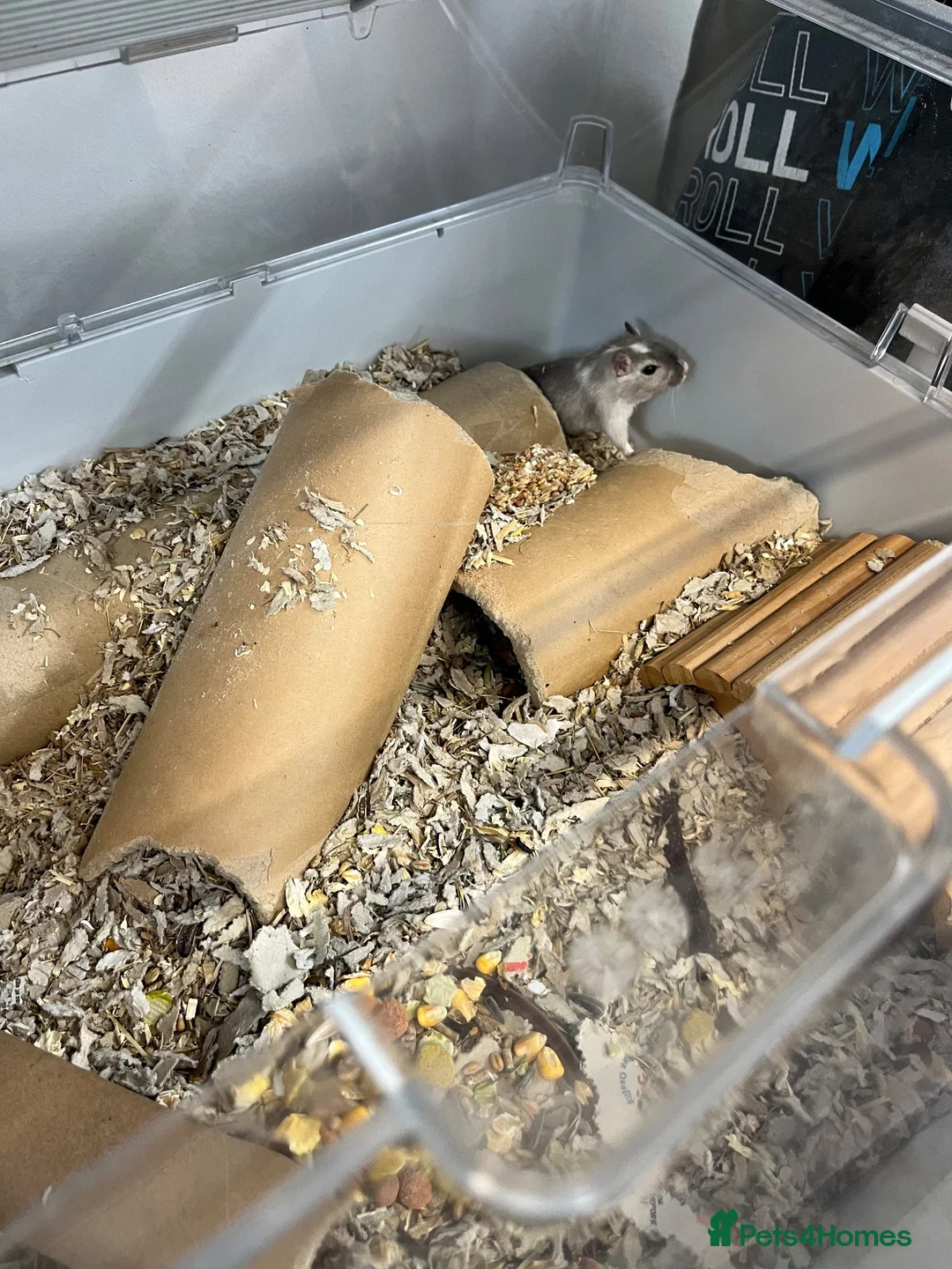 Gerbil rodents for sale: Dumpling the Gerbil for adoption, sweet little guy in London - Advert 2