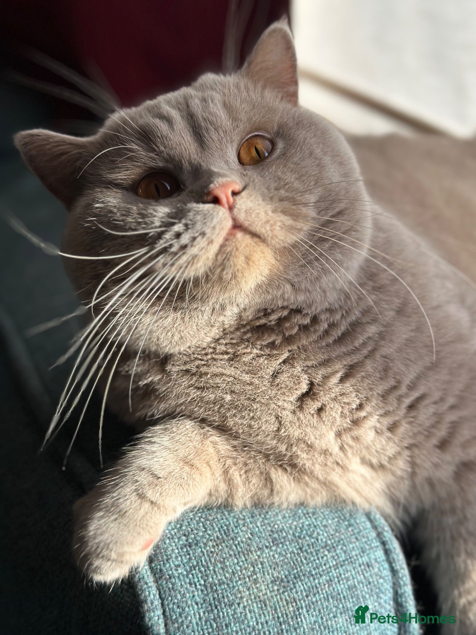 British Shorthair cats Stud service Fawn boy - Advert 2