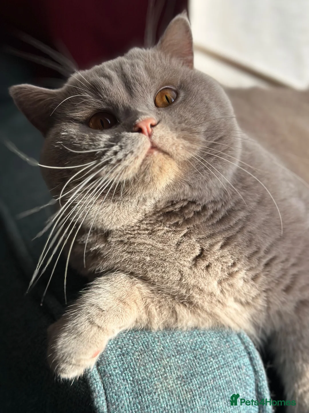 British Shorthair cats for stud: Stud service Fawn boy in Kenley - Advert 2