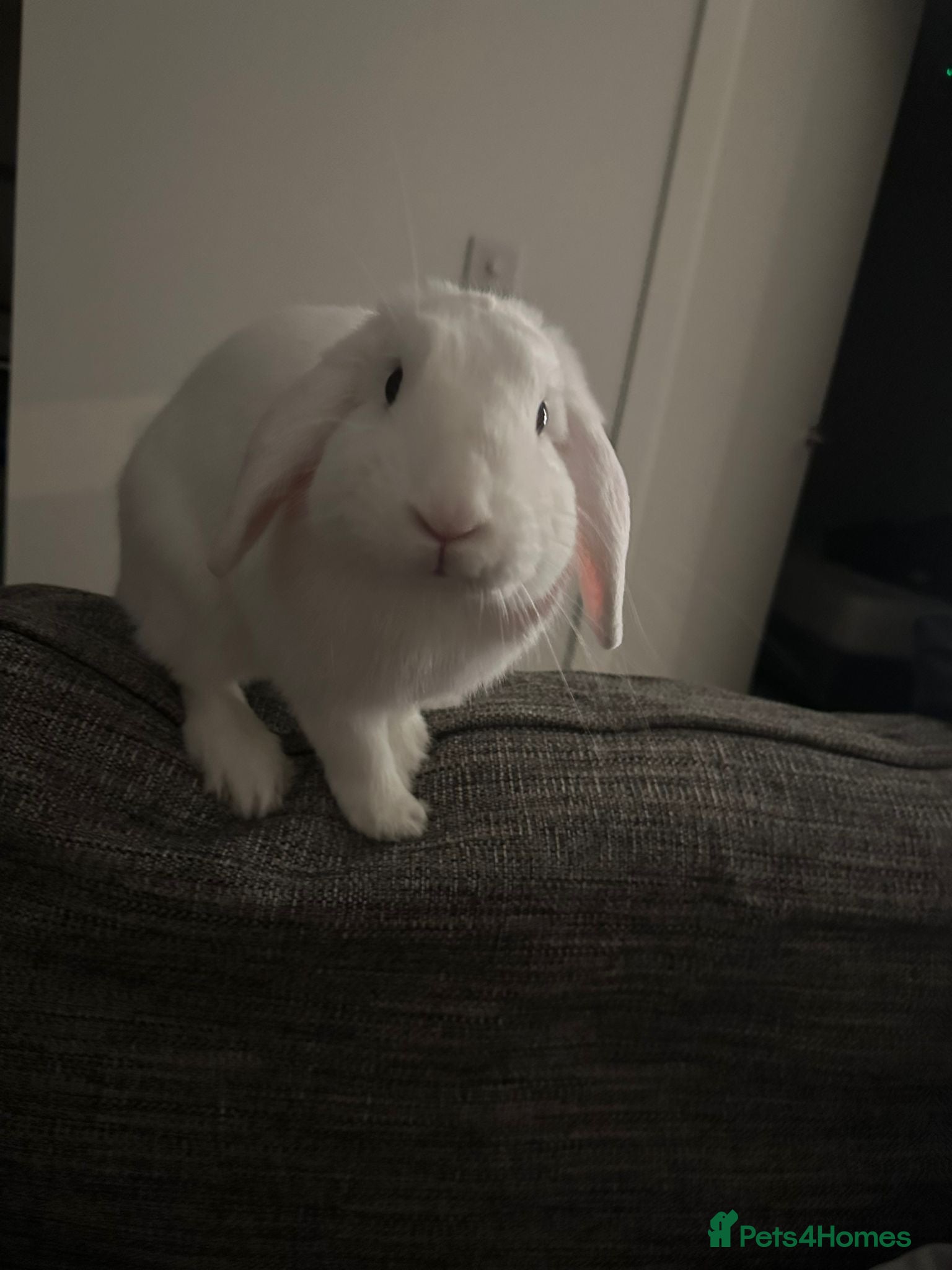 English Lop rabbits Large indoor Bunny  - Advert 7