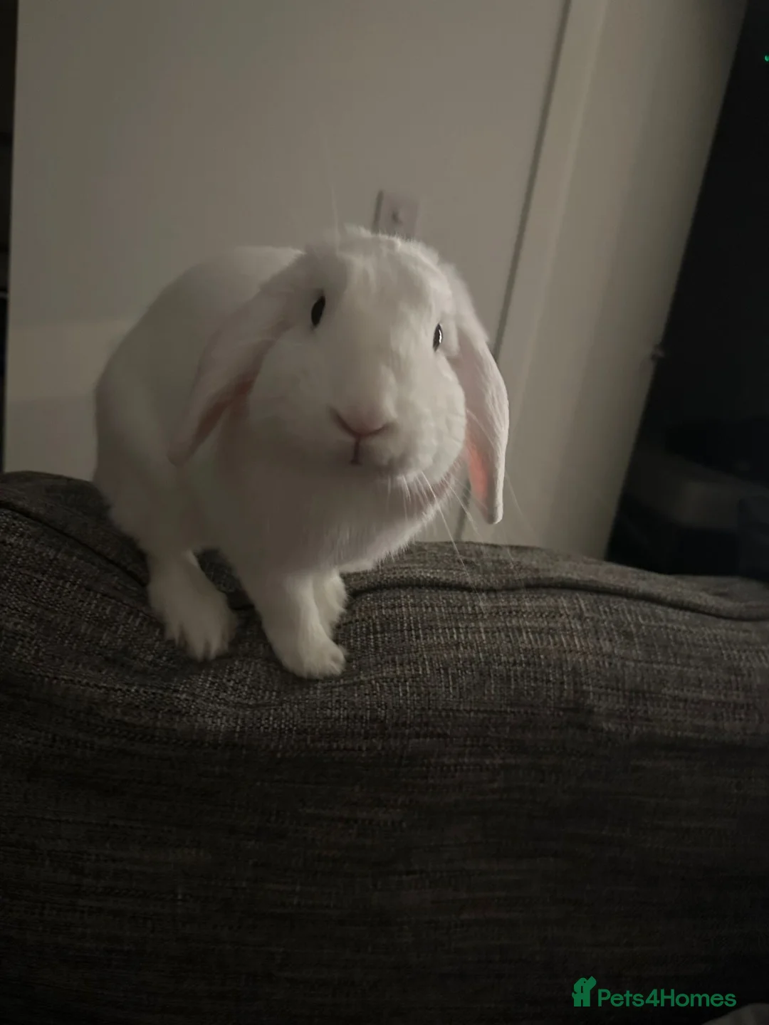 English Lop rabbits for sale: Large indoor Bunny  in Oban - Advert 1