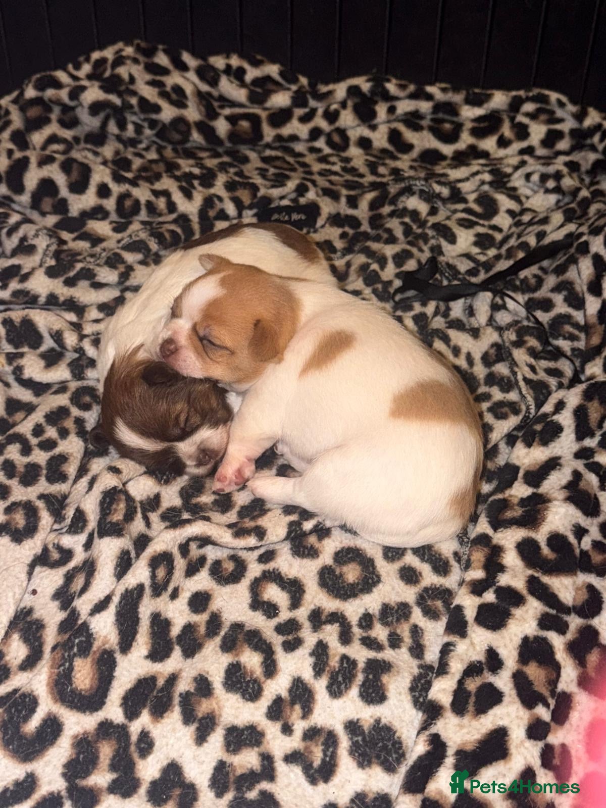 Chihuahua dogs Chihuahua pups  - Advert 15