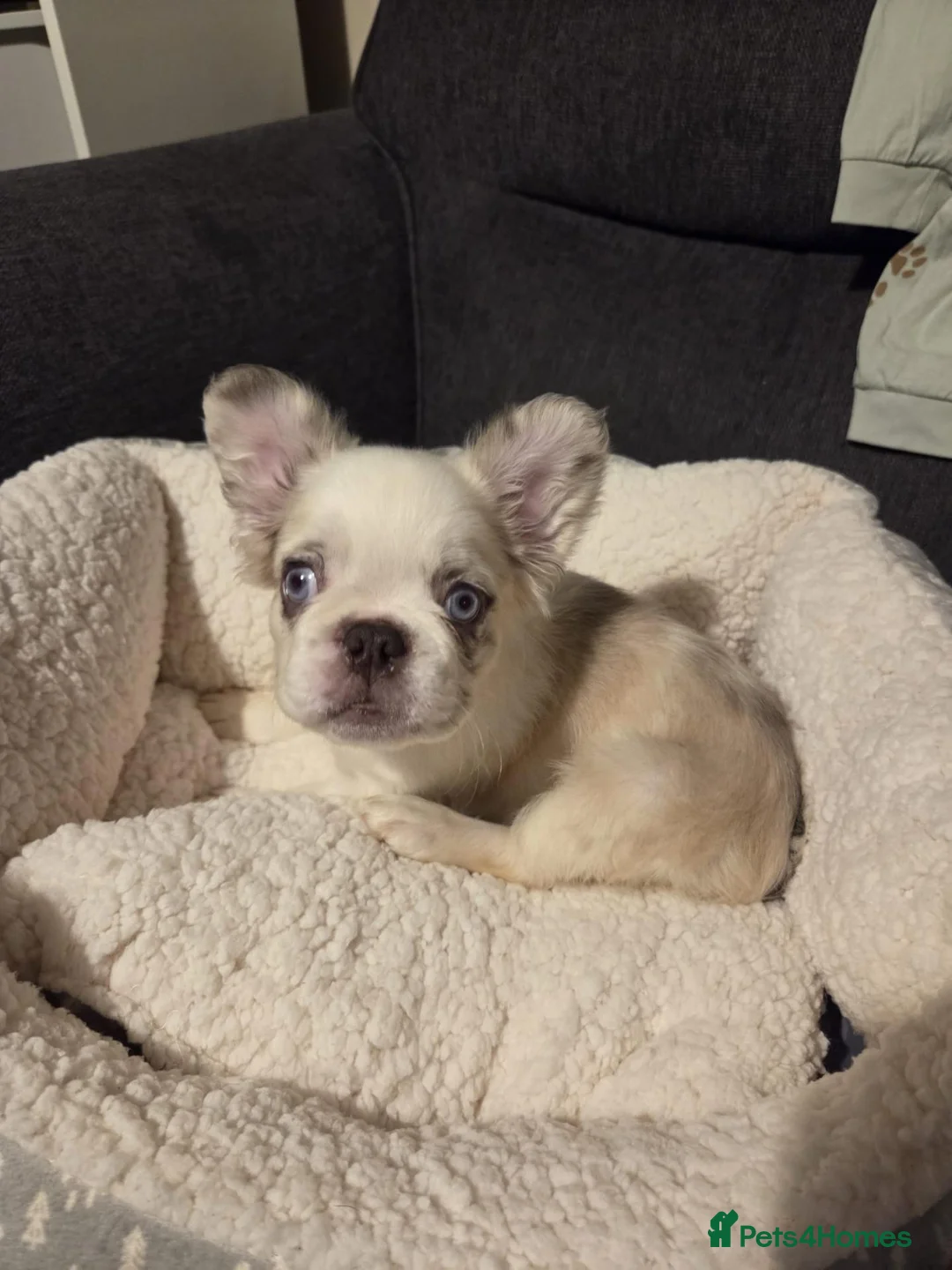 French Bulldog dogs for sale: Fluffy boy French Bulldog  - Advert 2