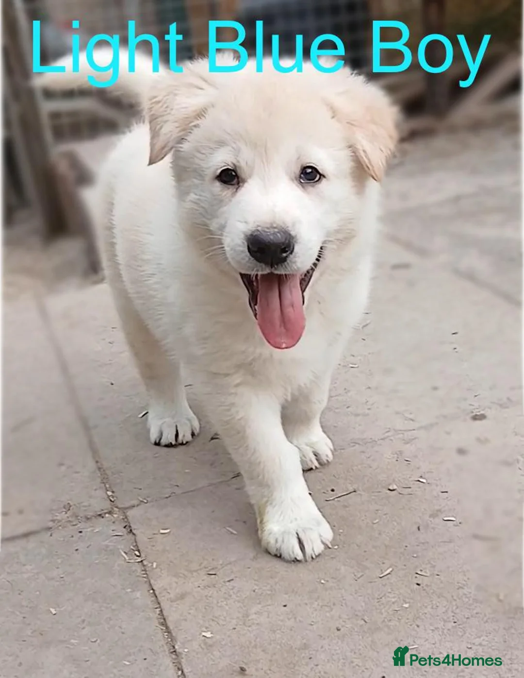 Golden Shepherd dogs for sale: Stunning, Confident German Shepherd Pups - Advert 1