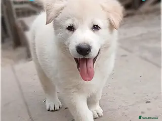 Golden Shepherd dogs Stunning, Confident German Shepherd Pups - Advert 2