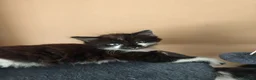 Mixed Breed cats for sale: Kittens in Worksop - Advert 7