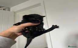 Persian cats for sale: Half Persian Kittens  - Image 10