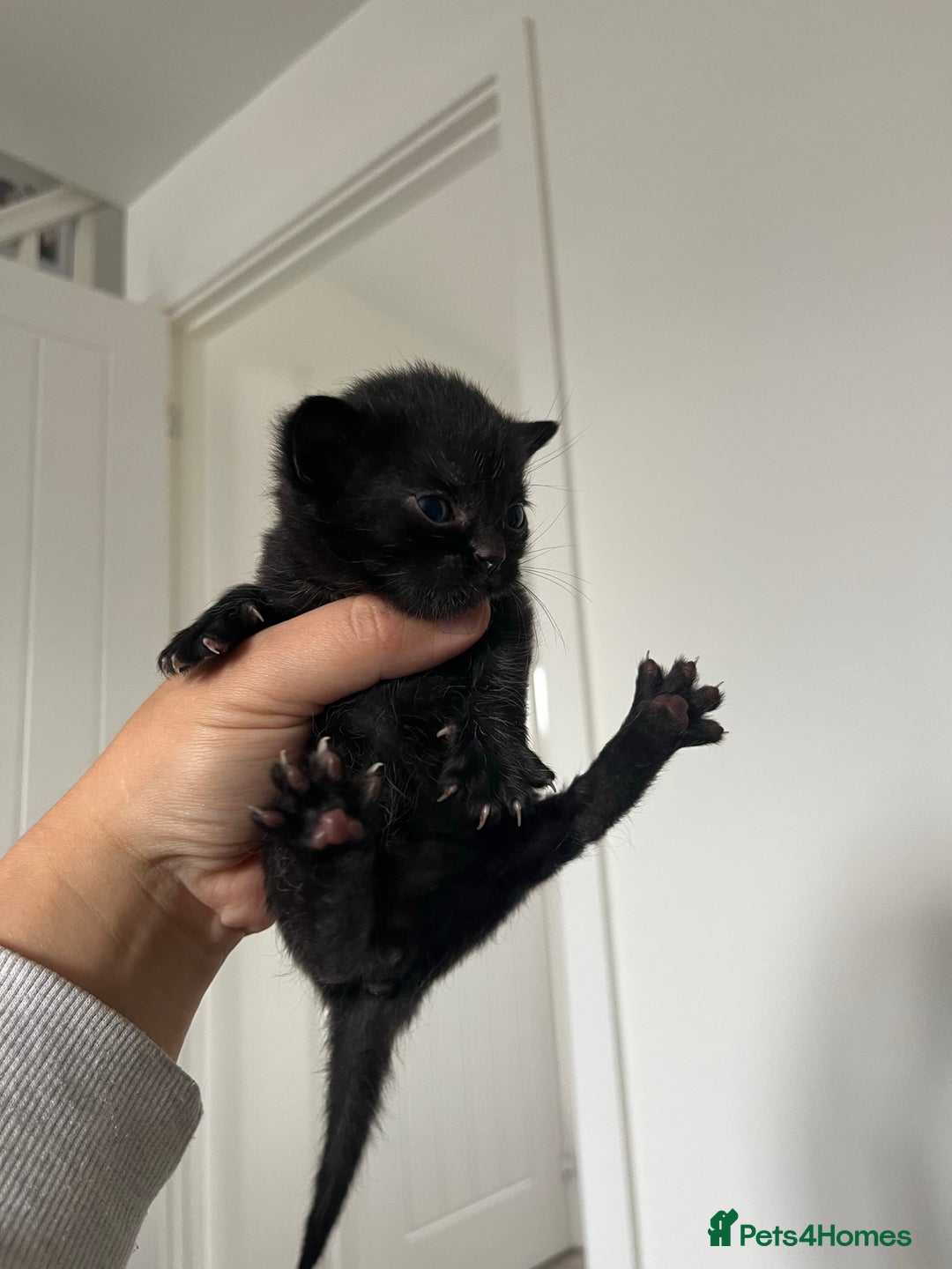 Persian cats for sale: Half Persian Kittens  - Image 10