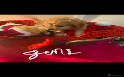 Cavapoo dogs for sale: F1 cavapoo puppys girls and boys  - Advert 5