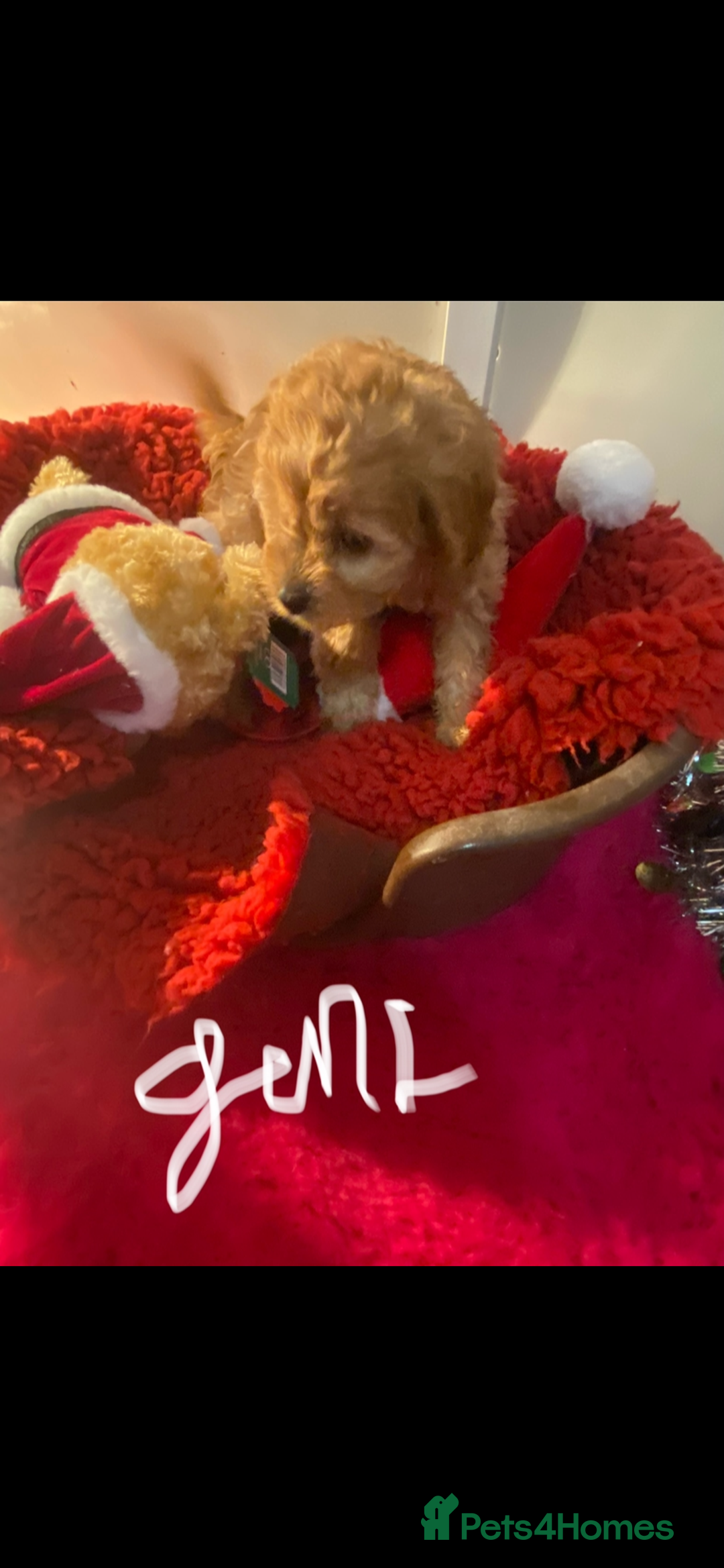 Cavapoo dogs for sale: F1 cavapoo puppys girls and boys  - Advert 5