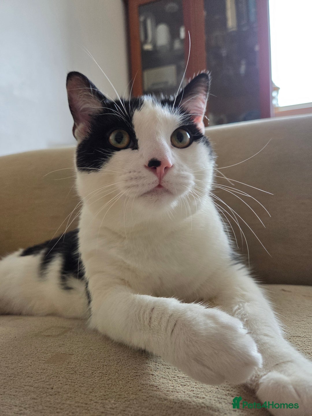 Mixed Breed cats for sale: Sonbul - Image 12