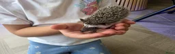 Pygmy Hedgehog rodents for sale: Male african pigmy hedgehog  - Advert 7